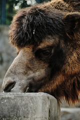 A closeup portrait of a camel drinking water from a stone trough at Belgrade Zoo.