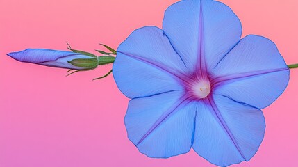 Blue morning glory blooming, bud, pink background, floral design