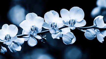 Blue Orchids Blooming, Garden Background, Serenity