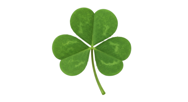Isolated three-leaf clover for St Patrick's Day, green shamrock symbol of Irish tradition