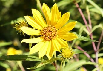 A close view of the yellow wildflower in the field.