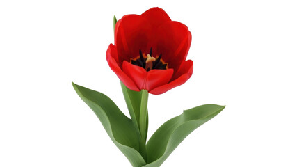 Obraz premium Isolated red tulip blossom stands tall with a few glossy green leaves and striking detail