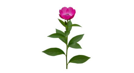 Isolated magenta flower against a light background for artistic botanical art purposes