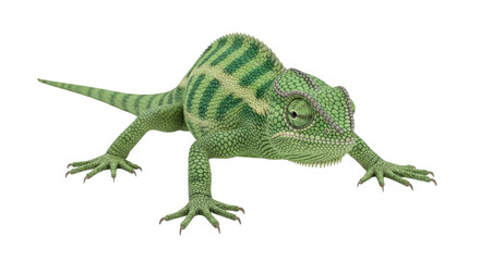 Isolated Chameleon with Striped Back Scales, Close-up Reptile, Green Skin Texture, Wildlife