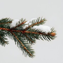 A Serene Winter Moment: A Christmas Tree Branch Topped with Fresh Snow