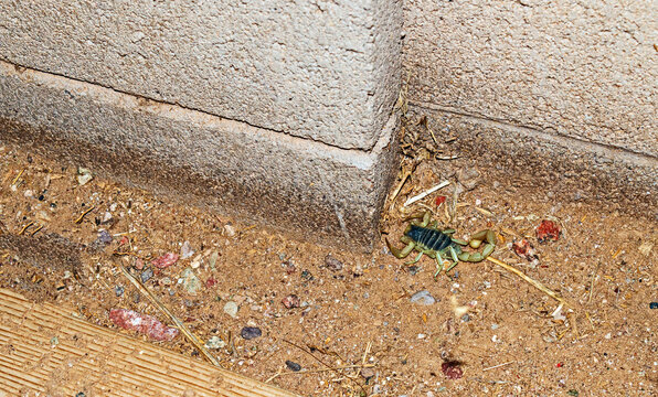 Scorpion hunting