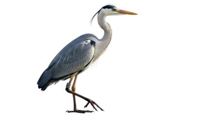 Isolated Grey Heron standing, looking right, bird with long beak, beautiful wildlife animal