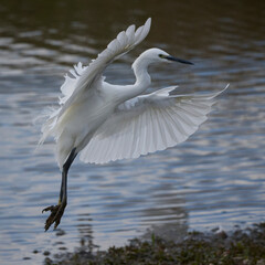 Littel egret in flight coming into land at The Christopher Cadbury Wetland reserve, Upton Warren, Worcestershire, United Kingdom. 