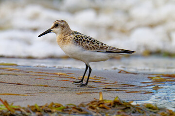 Sanderling im Herbst an der Ostsee