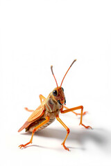 A Camel Cricket Sitting On A White Background