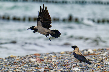 Nebelkrähen im Herbst an der Ostsee
