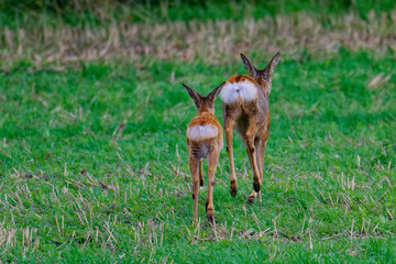 Rehe im Herbst auf der Flucht an der Ostsee