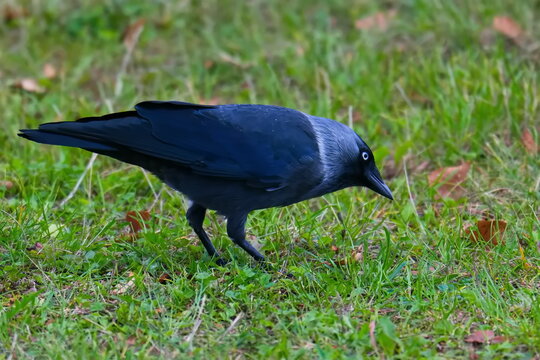 Dohle bei der Futtersuche  im Herbst