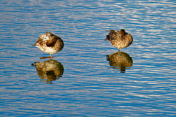 Krickenten im Herbst bei der Gefiederpflege