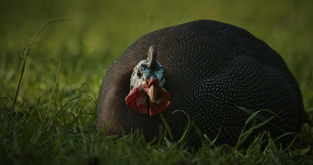 Guinea fowl grazing in summer grass. Guinea fowl, guineahen, are birds of the family Numididae in...