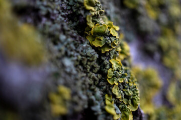 green lichen on birch