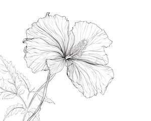 Fototapeta premium Detailed black and white line drawing of a hibiscus flower with intricate petal and leaf details isolated on white background, showcasing botanical art