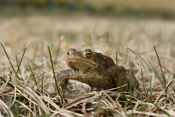 Frog in the dry grass