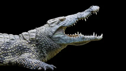 Fototapeten Krokodil crocodile in the water  © Hanan