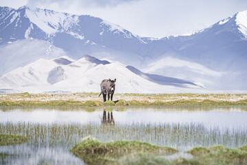 Donkey Pasture The Shore