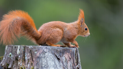 Obraz premium squirrel in the park