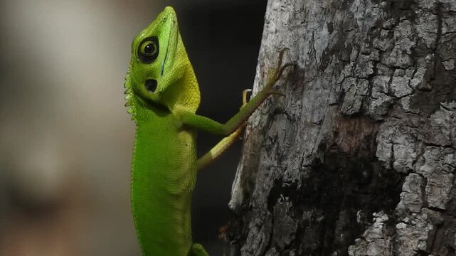 chameleon on a branch