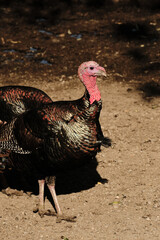Close-up of a wild turkey with a red wattle and iridescent feathers at Belgrade Zoo.