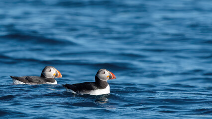 Two Puffins Swimming On The Blue Sea - 16x9
