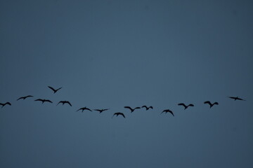 birds flying in the sky image download, birds wallpaper download