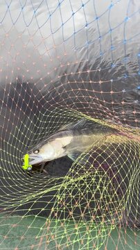 Close-up of a zander in a colorful fishing net in a river. Sander lucioperca. Caught fish, catch