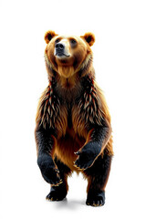 A Grizzly Bear Standing On Two Legs On A White Background