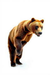 A Grizzly Bear Standing On Two Legs On A White Background