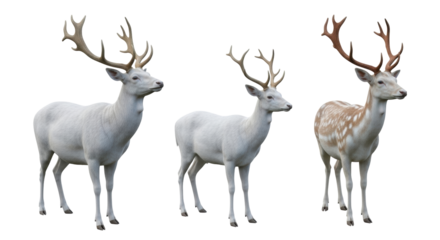 Isolated Fallow Deer bucks with antlers, three beautiful stags standing in the wild