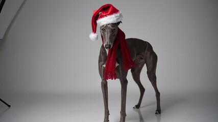 Dog wearing Christmas hat and red scarf standing on white floor indoors. Festive dog in Santa hat poses for Christmas. Cute pet puppy with scarf and hat in winter holiday scene. Dog, puppy. - Powered by Adobe