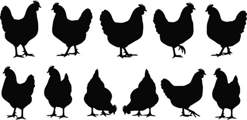 Chicken silhouette set, poultry vector illustration, farm animal poses, black hen shapes, side profile chickens, livestock design elements, editable