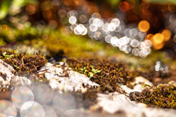 arri&egrave;re plan en transparence avec billes de bokeh sur paysage macro organique avec roches et mousses , png en transparence