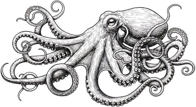Detailed octopus drawing showcases intricate tentacle curls and textures in a vintage style, evoking a sense of mystery and wonder about the deep sea creature.