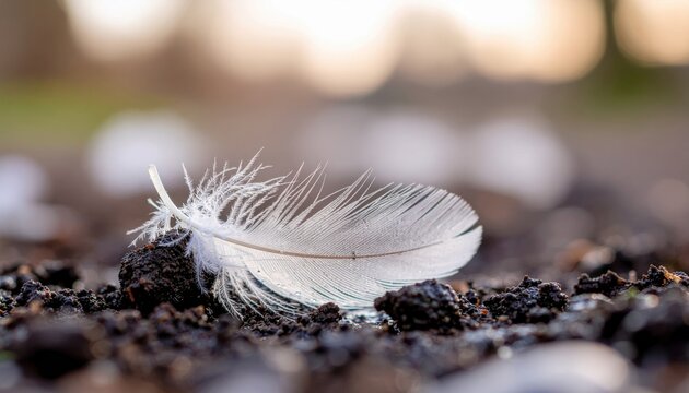 White Feather on Soil