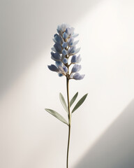 Isolated on white background elegant lupine flower with delicate blue petals and slender stem, showcasing its simple beauty against a clean backdrop