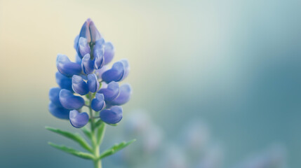 A vibrant lupine flower stands tall, its deep blue petals contrasting beautifully with the soft, blurred background, creating a captivating and serene floral image