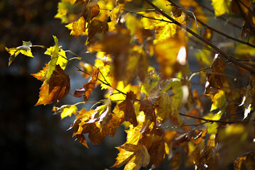 yellow maple leaves