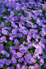 Floral background of purple chrysanthemum flowers, chrysanthemum flowers close up with dew drops blooming in early morning, chrysanthemum flowers blooming in garden in autumn time 