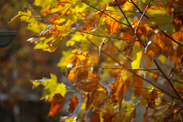 autumn leaves in the forest
