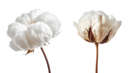  - Double Cotton Flower Set with Full Bloom and Partially Open Variations isolated on transparent background.