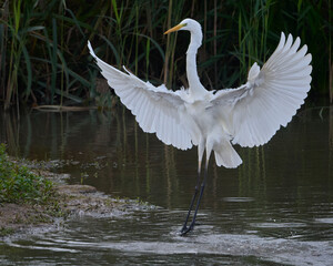 Great egret in flight coming in to land with outstretched wings at The Christopher Cadbury Wetland Reserve, Upton Warren, Worcestershire, United Kingdom.