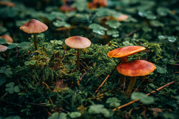 mushroom in the forest