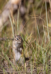 Cute Chipmunk on a Log in Autumn in Wyoming