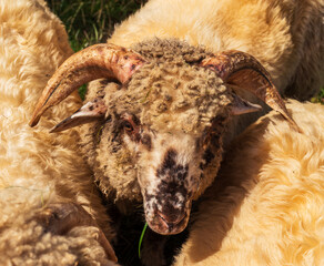 Naklejka premium A detailed close-up of a ram with curled horns and spotted face among other sheep. The warm wool and rugged texture highlight themes of farming, wool production, and traditional livestock breeding.