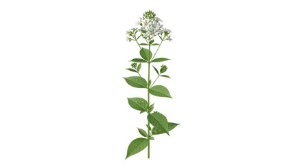 Obraz premium Isolated Hoary Alyssum with tiny flowers and green leaves on a stalk, a delicate plant specimen