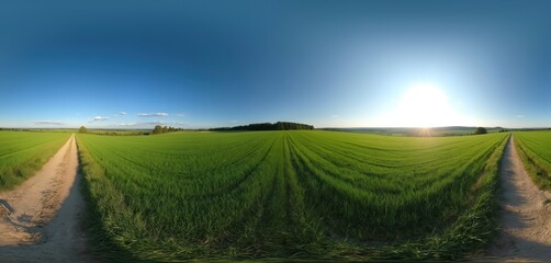 Expansive green field under clear blue sky with sun setting on horizon. Dirt road leads through grassy meadow towards distant trees. Rural nature panorama.